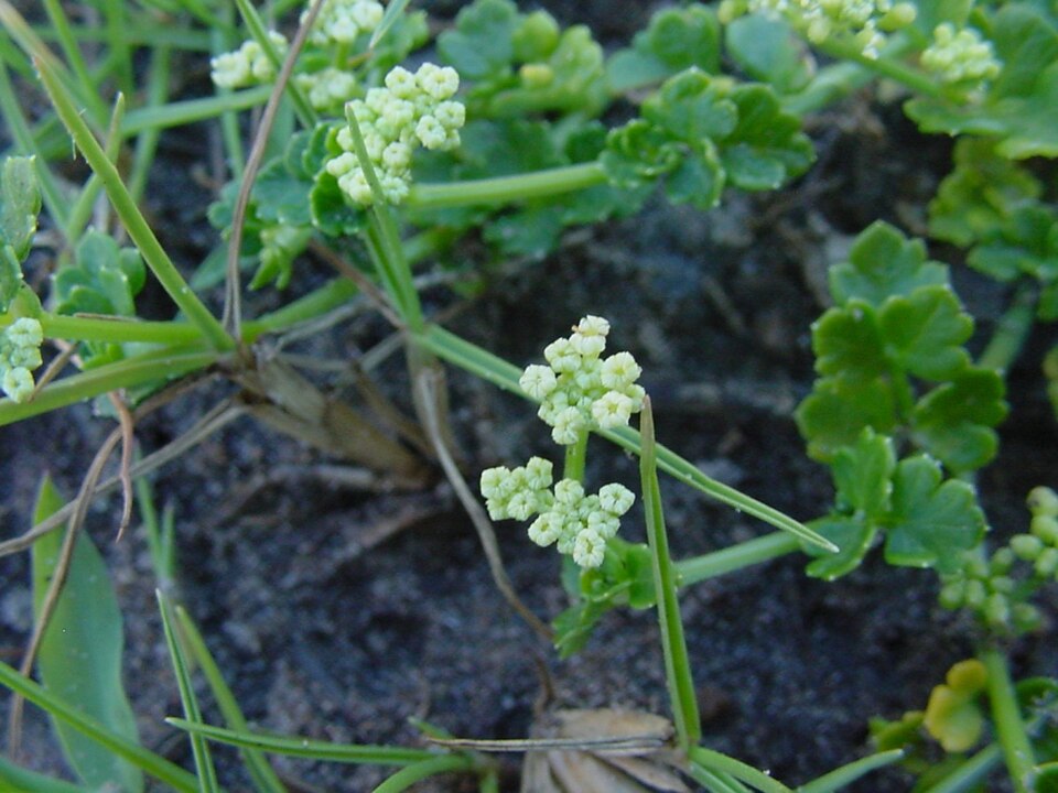 Apium prostratum (Sea Celery) (alternate view 5)
