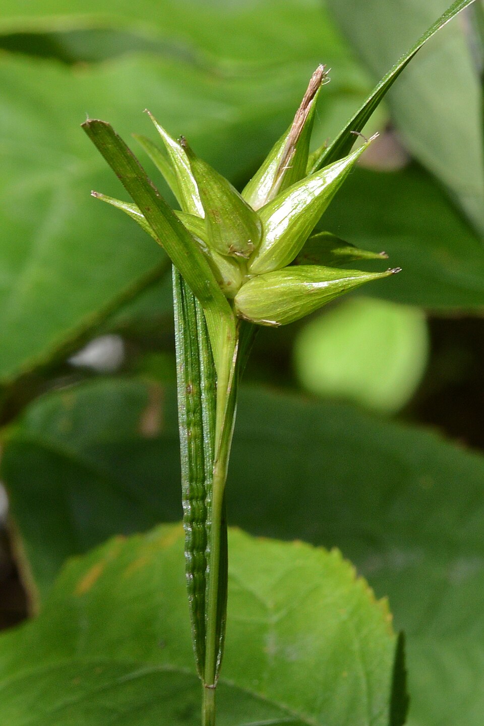 Carex intumescens (bladder sedge) (alternate view 10)