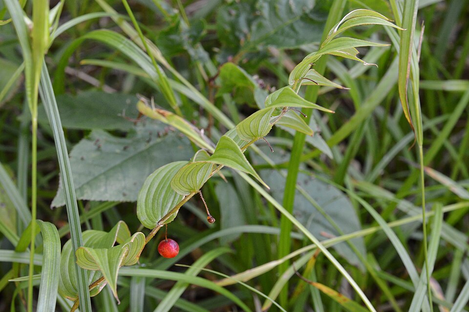 Streptopus lanceolatus (rose twisted-stalk) (alternate view 5)
