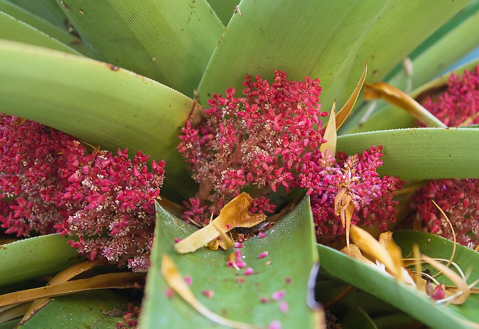 Richea pandanifolia (Pandani) (alternate view 9)