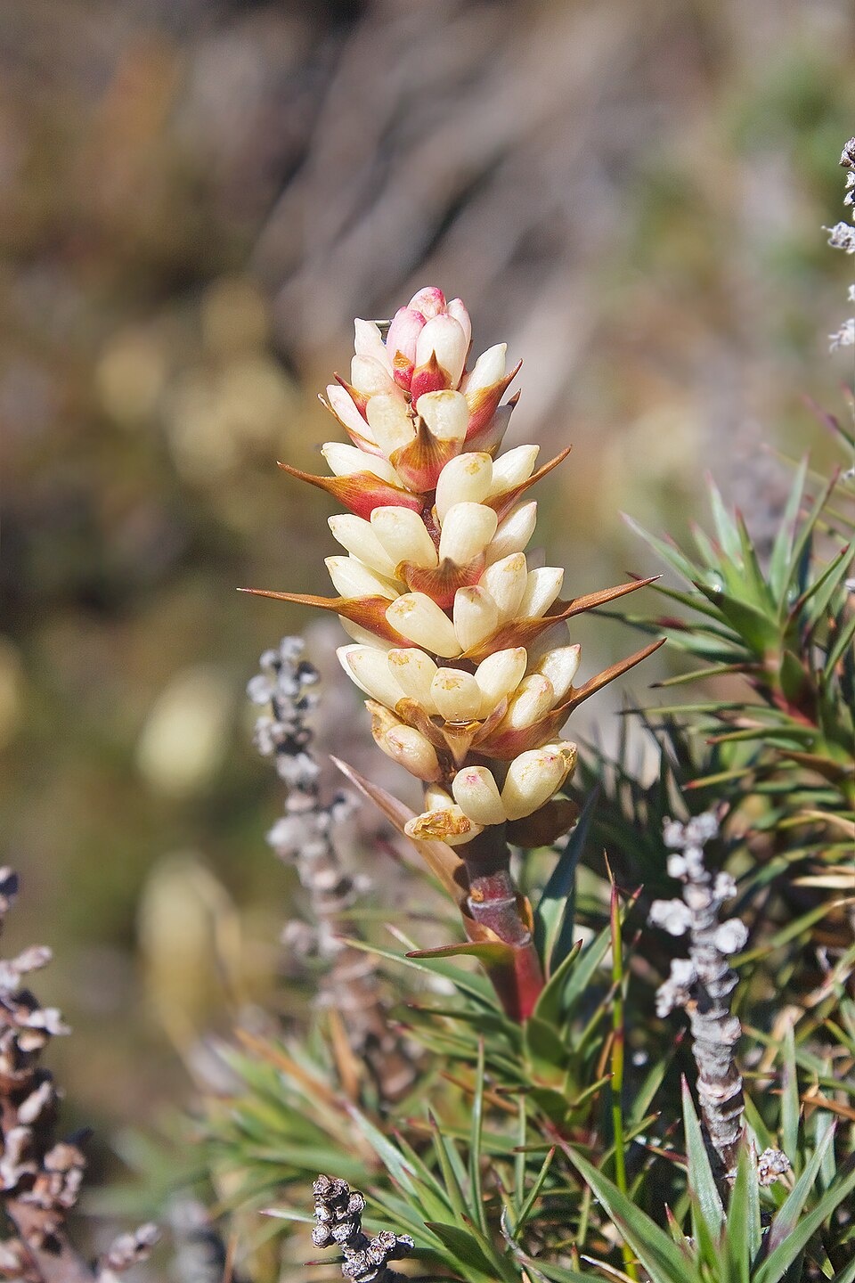 Richea scoparia (scoparia) (alternate view 3)