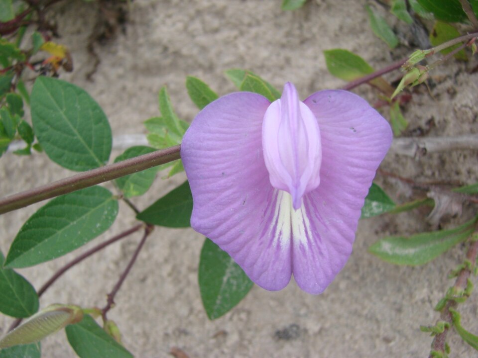 Centrosema virginianum (butterfly pea) (alternate view 5)