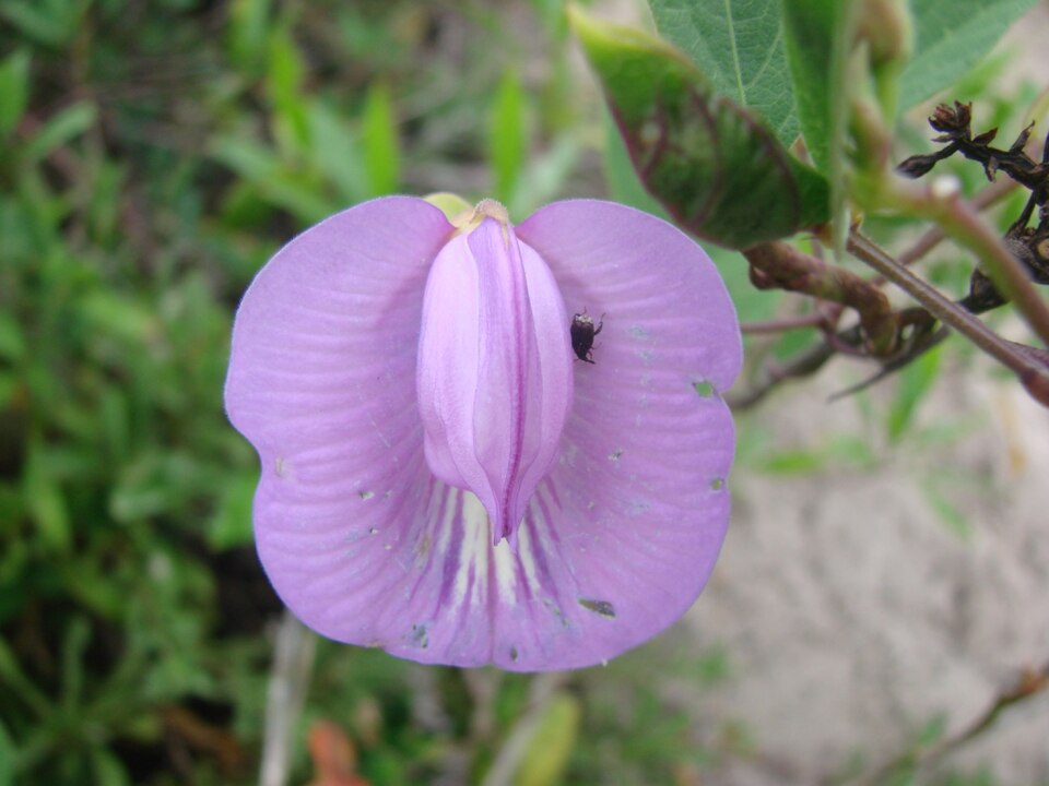 Centrosema virginianum (butterfly pea) (alternate view 6)