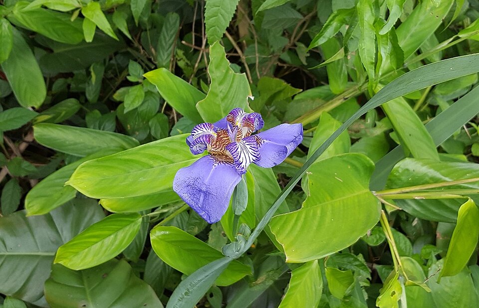 Trimezia (Walking Irises) (alternate view 8)