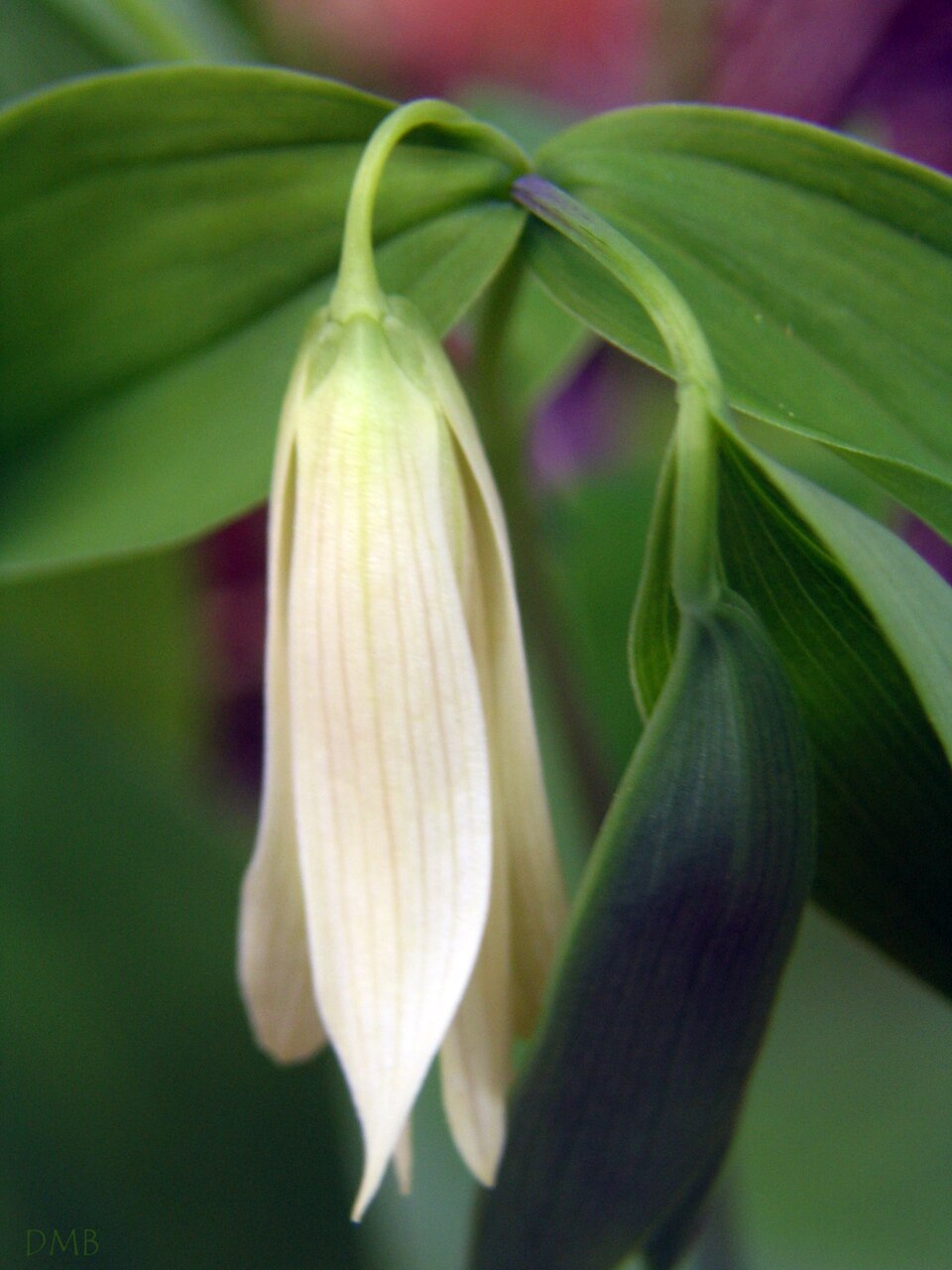Uvularia sessilifolia (sessile bellwort) (alternate view 8)