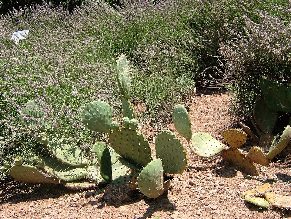 Opuntia engelmannii (Engelmann's Pricklypear) (alternate view 8)