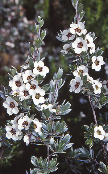 Leptospermum namadgiensis (Namadgi Tea Tree)