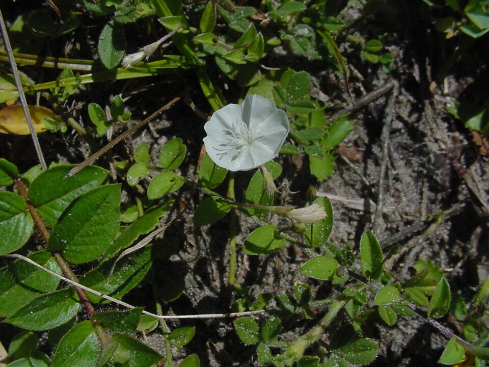 Evolvulus sericeus (silky evolvulus) (alternate view 6)
