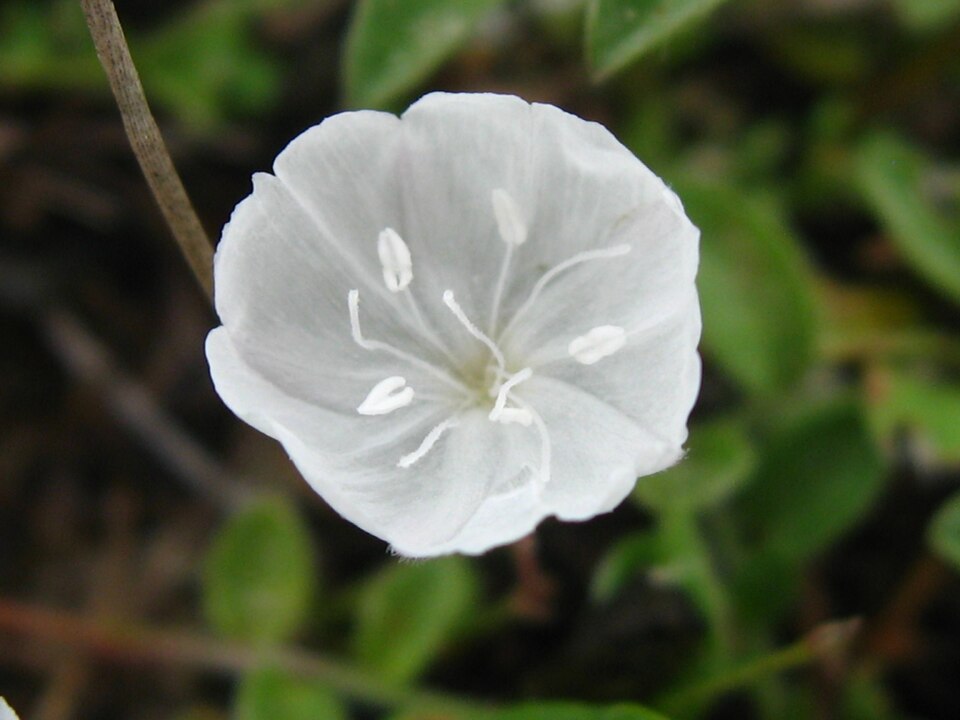 Evolvulus sericeus (silky evolvulus) (alternate view 7)