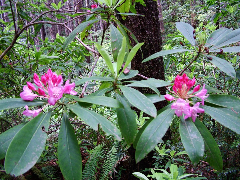 Rhododendron macrophyllum (Pacific Rhododendron) (alternate view 9)