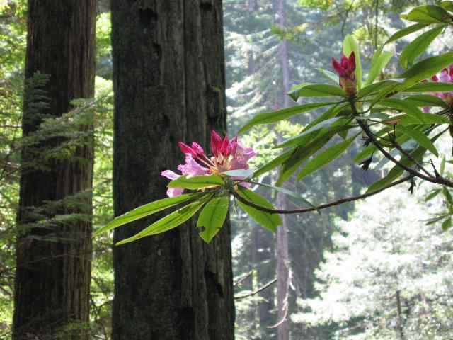 Rhododendron macrophyllum (Pacific Rhododendron) (alternate view 10)