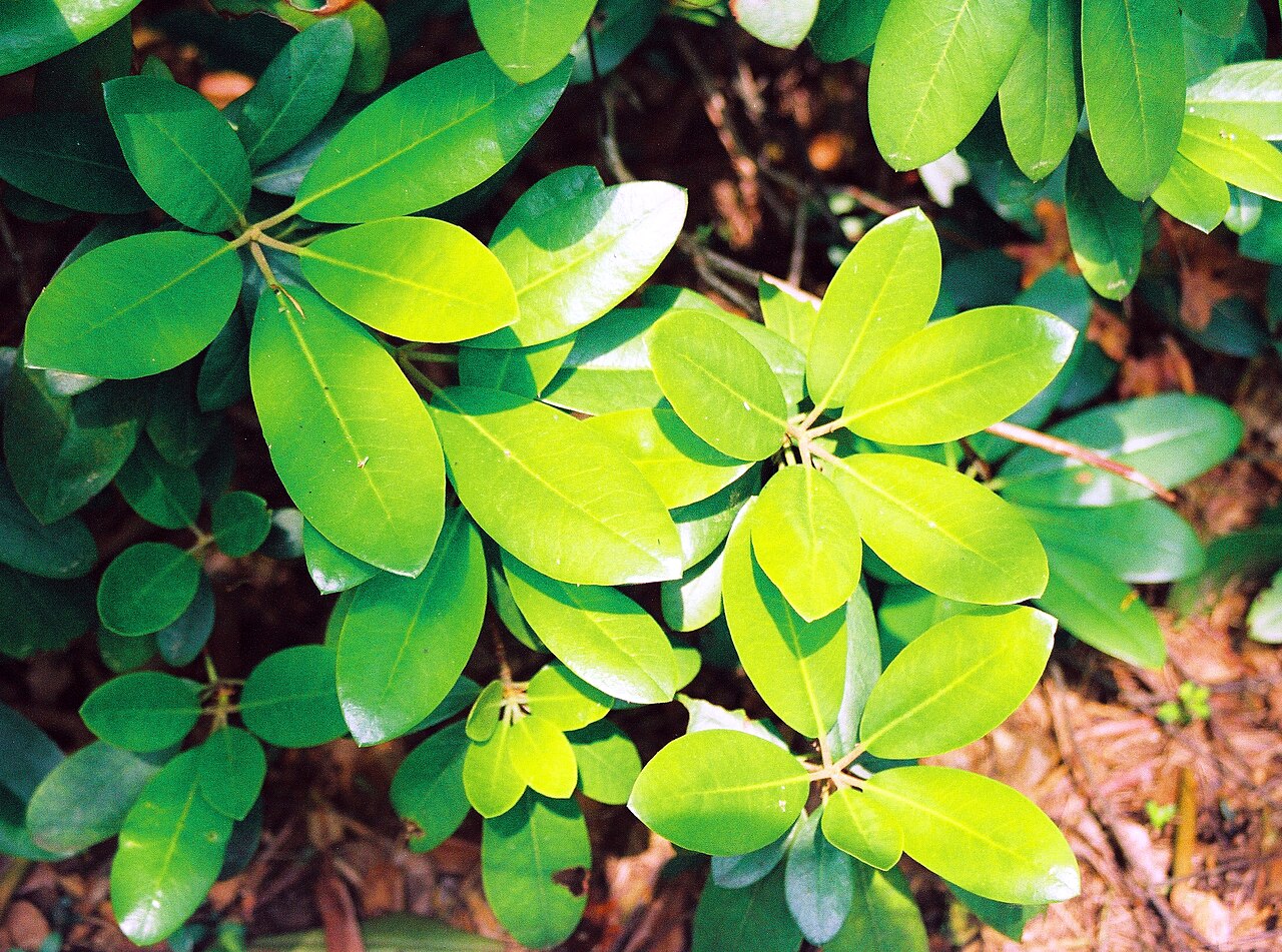 Rhododendron catawbiense, Catawba rhododendron — mounding evergreen (Ericaceae) (image 1 of 10)