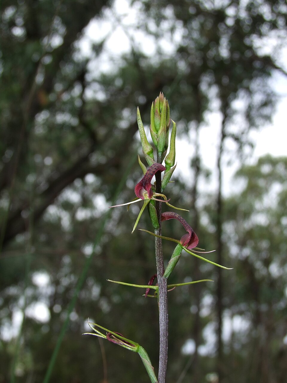 Cryptostylis leptochila (small tongue-orchid) (alternate view 6)