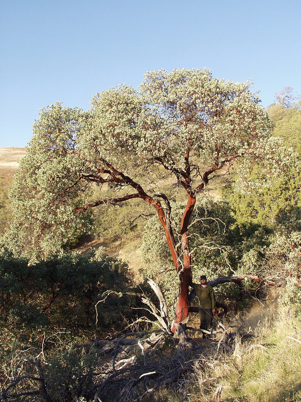 Arctostaphylos glauca (Big Berry Manzanita) (alternate view 9)
