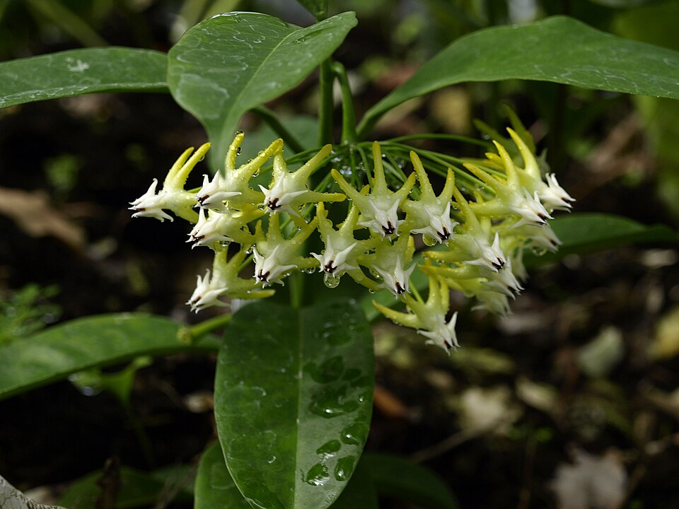 Hoya multiflora (variegated) (Variegated Hoya Multiflora) (alternate view 10)