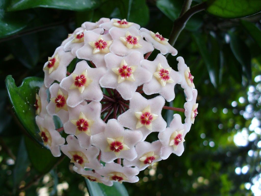 Hoya carnosa, Wax plant — climbing evergreen (Apocynaceae) (image 3 of 9)