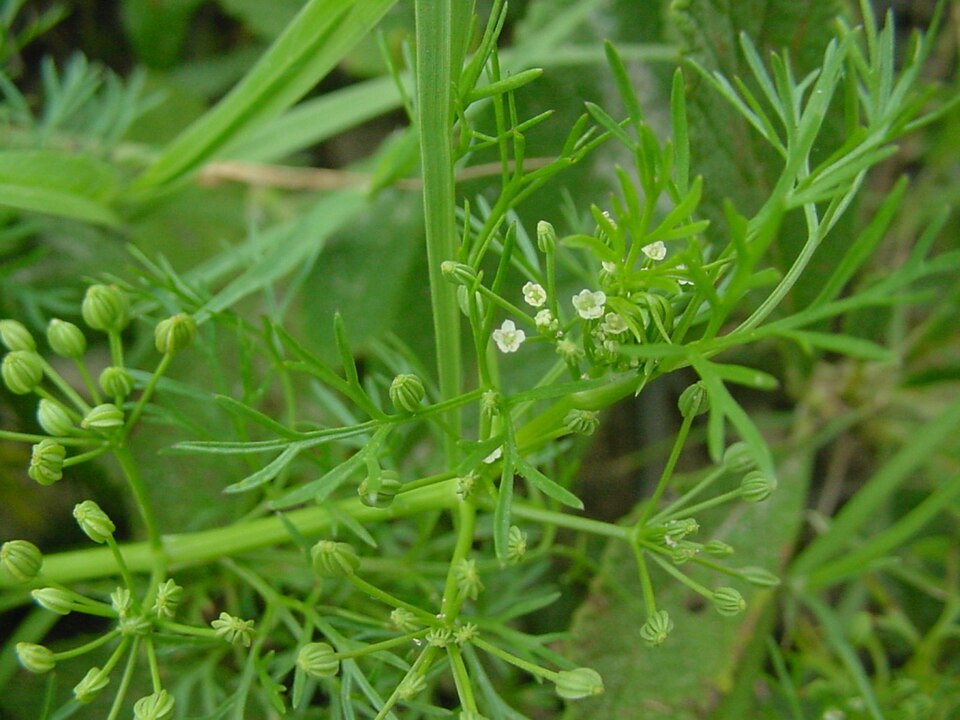 Cyclospermum leptophyllum (Marsh parsley) (alternate view 6)