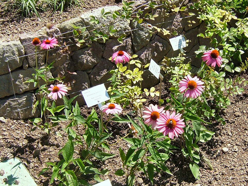 Echinacea purpurea (Purple Coneflower) (alternate view 9)