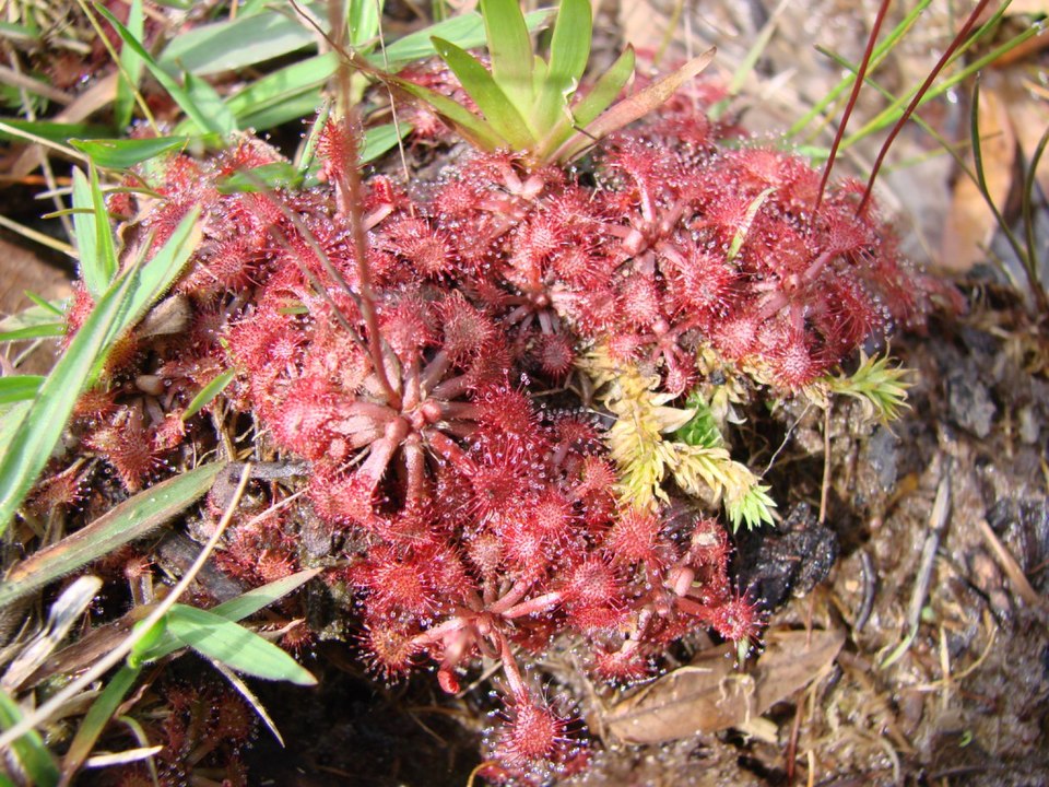 Drosera capillaris (Pink Sundew) (alternate view 9)