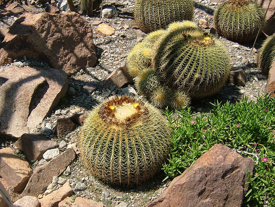 Kroenleinia grusonii (golden barrel cactus) (alternate view 8)