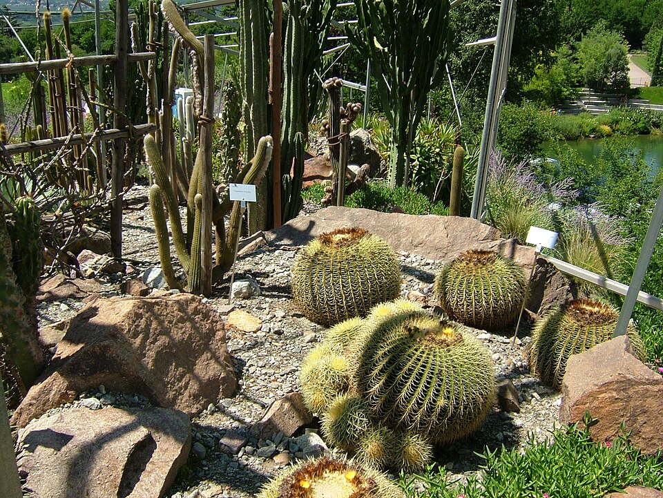 Kroenleinia grusonii (golden barrel cactus) (alternate view 9)