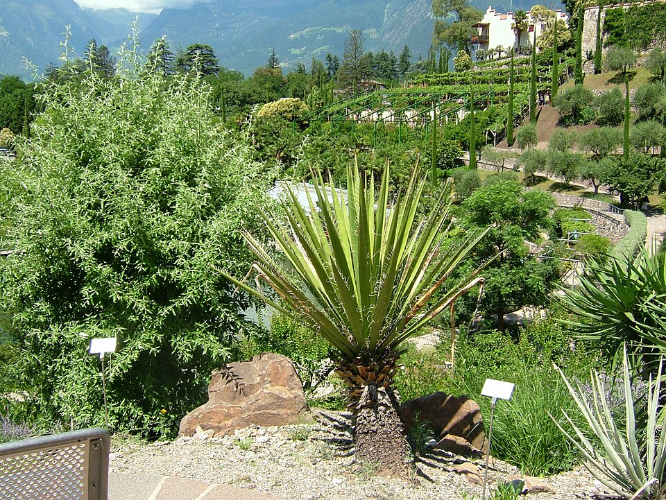 Yucca (Yuccas)