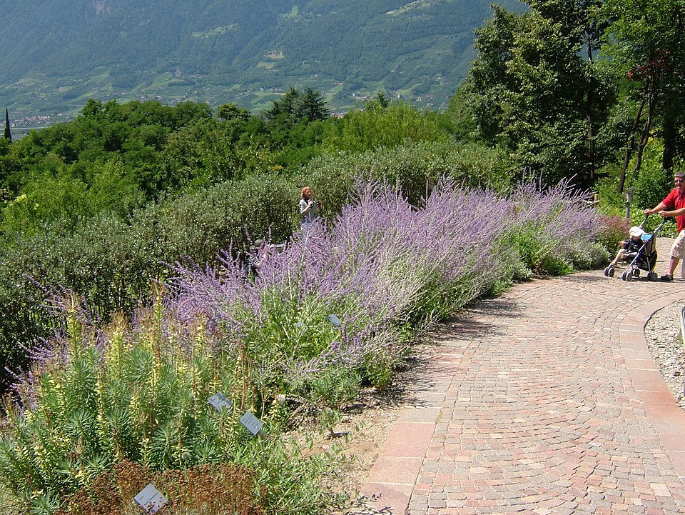 Salvia yangii (Russian Sage) (alternate view 9)