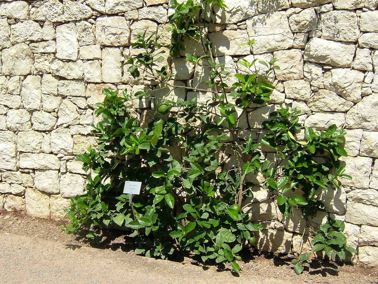 Citrus medica, Citron — spreading evergreen (Rutaceae) (image 2 of 10)