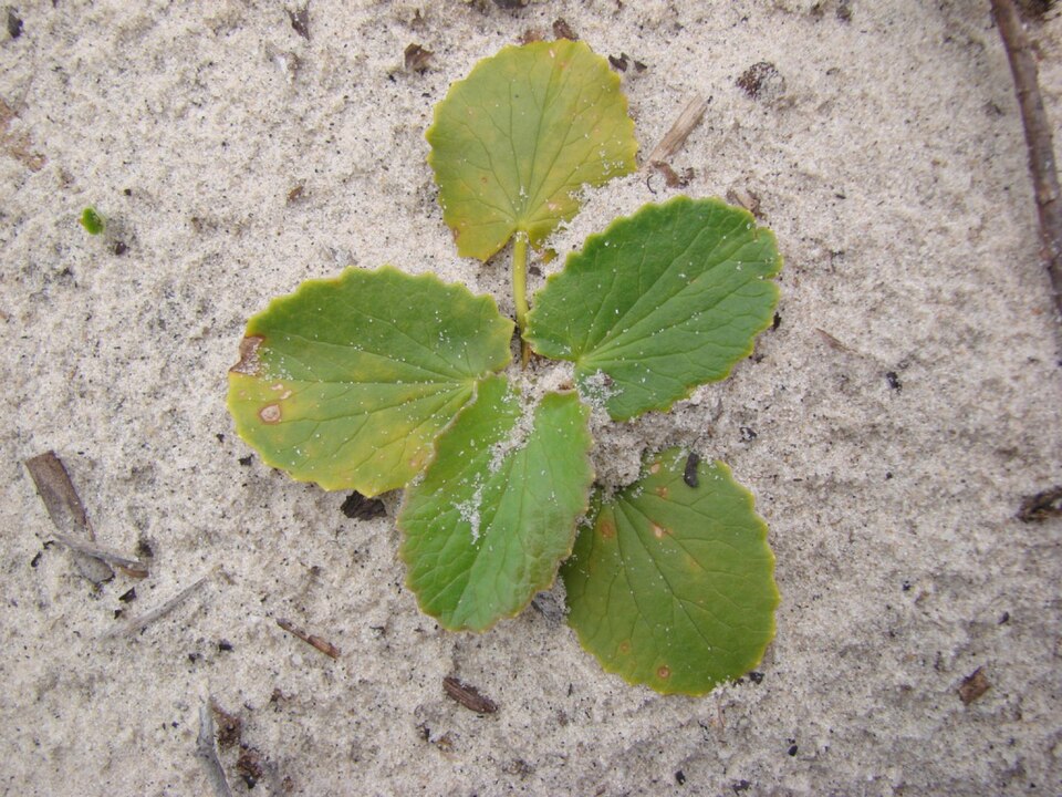 Centella asiatica (Indian pennywort) (alternate view 7)