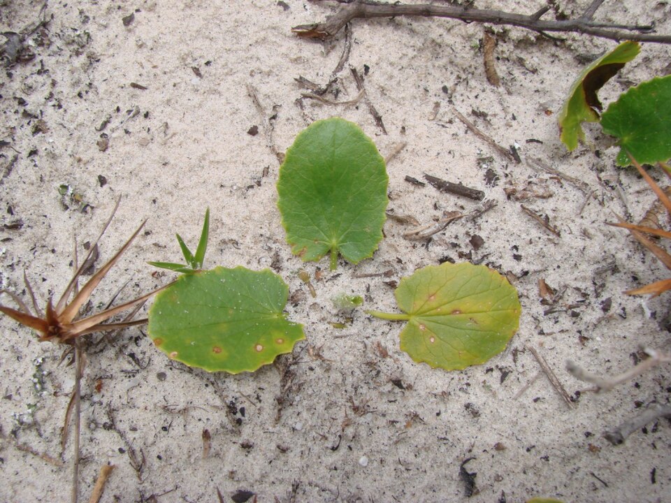 Centella asiatica (Indian pennywort) (alternate view 8)
