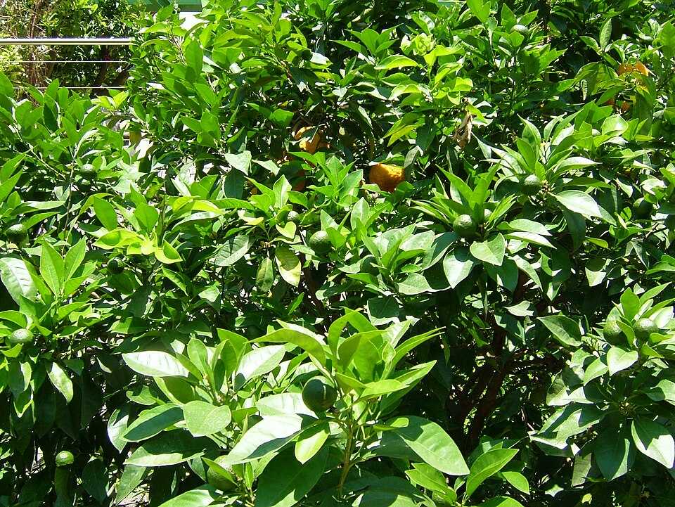 Citrus × aurantium (Orange) (alternate view 8)