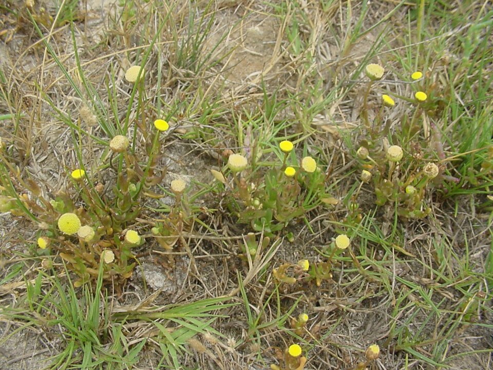 Cotula coronopifolia (brass buttons) (alternate view 9)