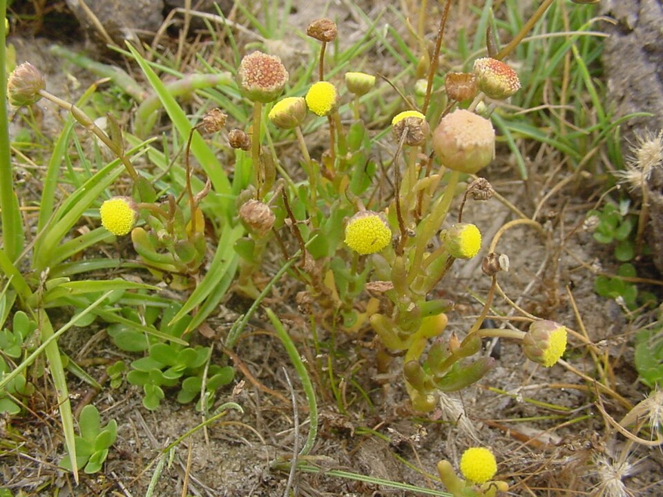 Cotula coronopifolia (brass buttons) (alternate view 10)