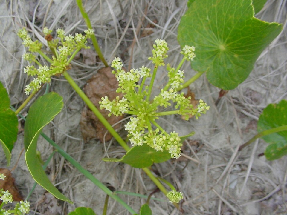 Hydrocotyle bonariensis (largeleaf pennywort) (alternate view 6)
