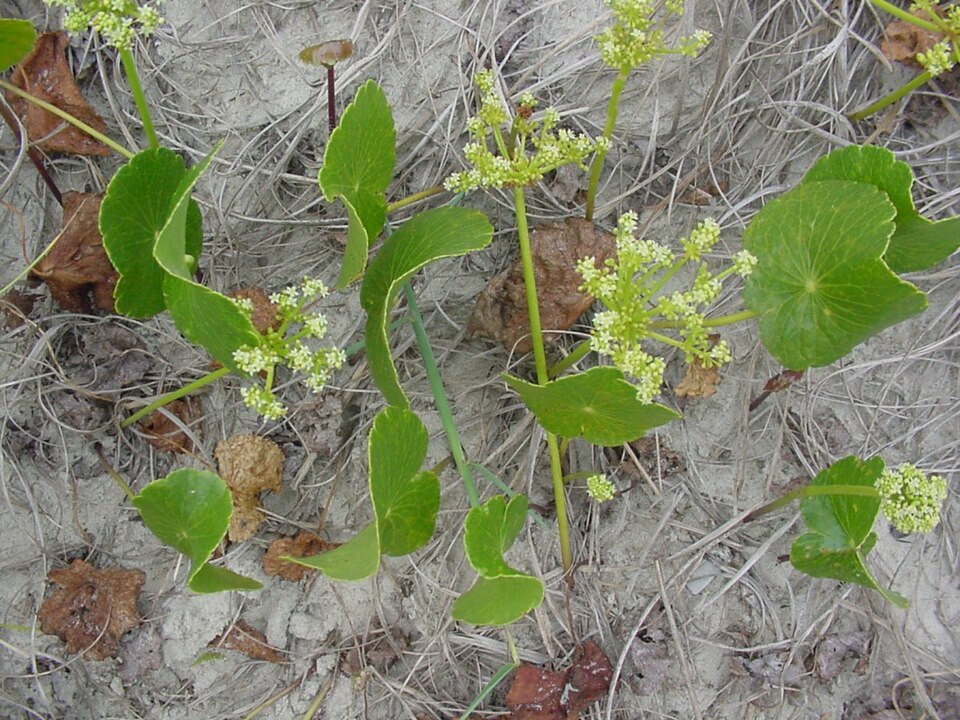 Hydrocotyle bonariensis (largeleaf pennywort) (alternate view 7)