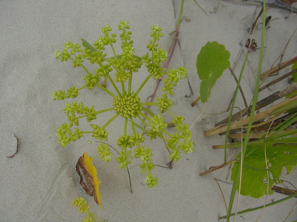 Hydrocotyle bonariensis (largeleaf pennywort) (alternate view 8)