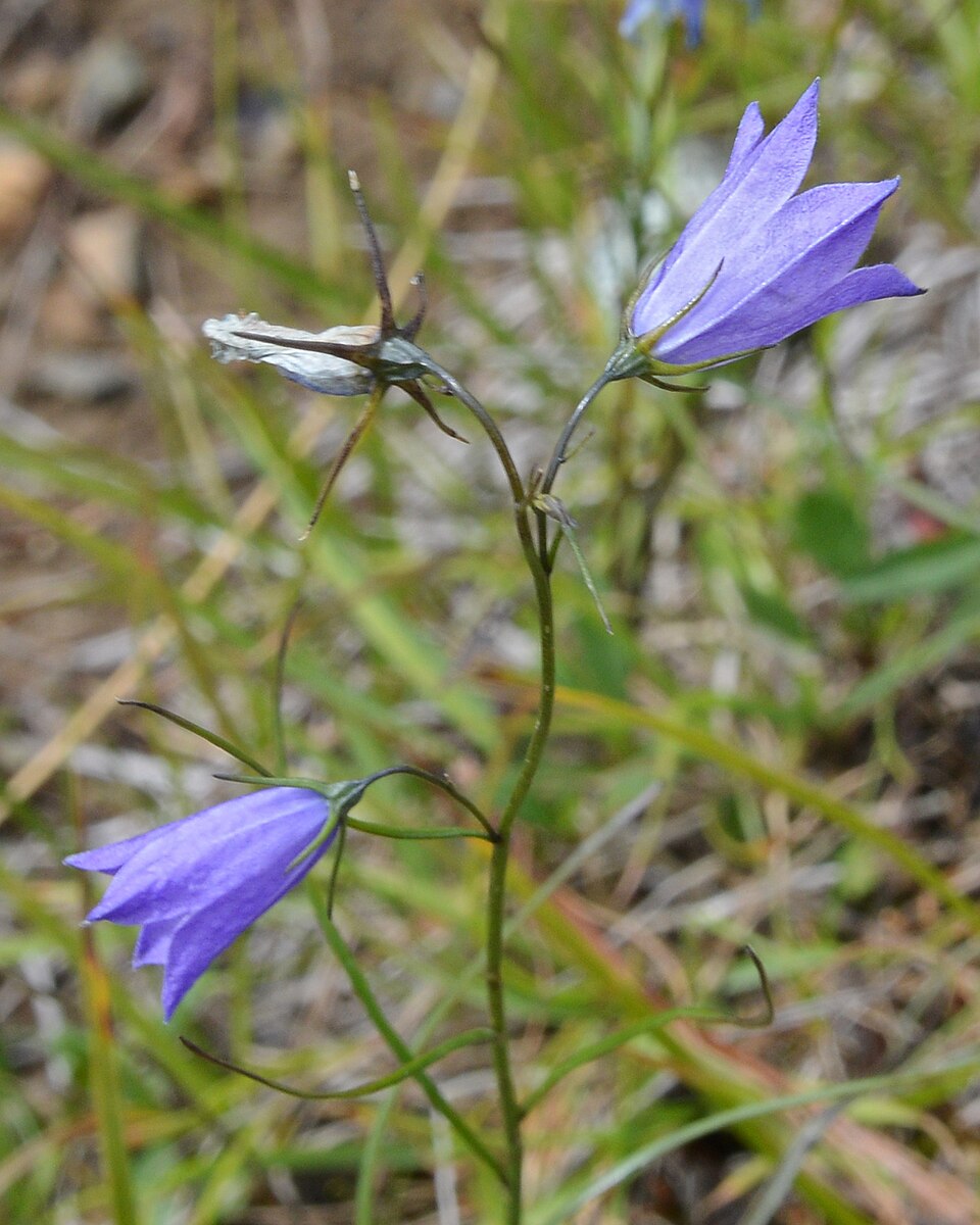 Campanula intercedens (intermediate bellflower) (alternate view 7)