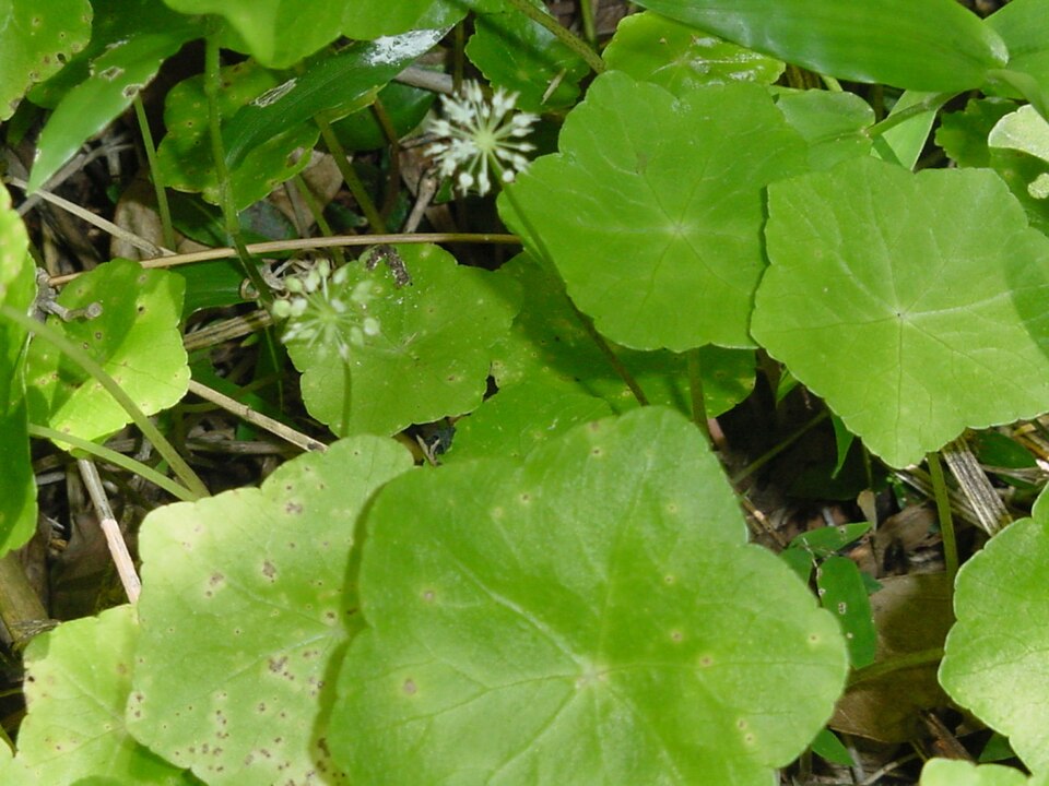 Hydrocotyle ranunculoides (floating marsh pennywort)