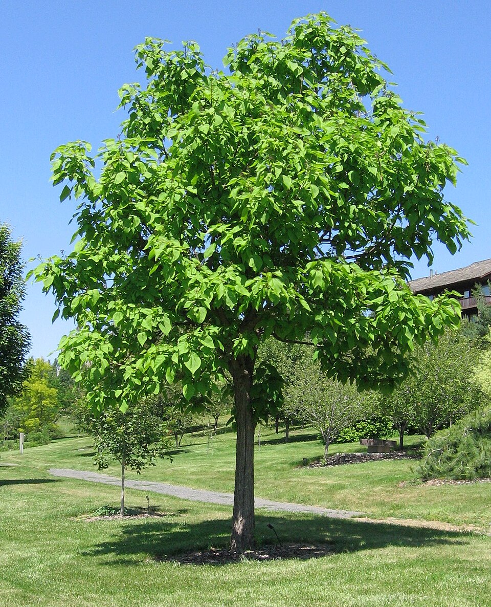 Catalpa speciosa (Northern Catalpa) (alternate view 6)