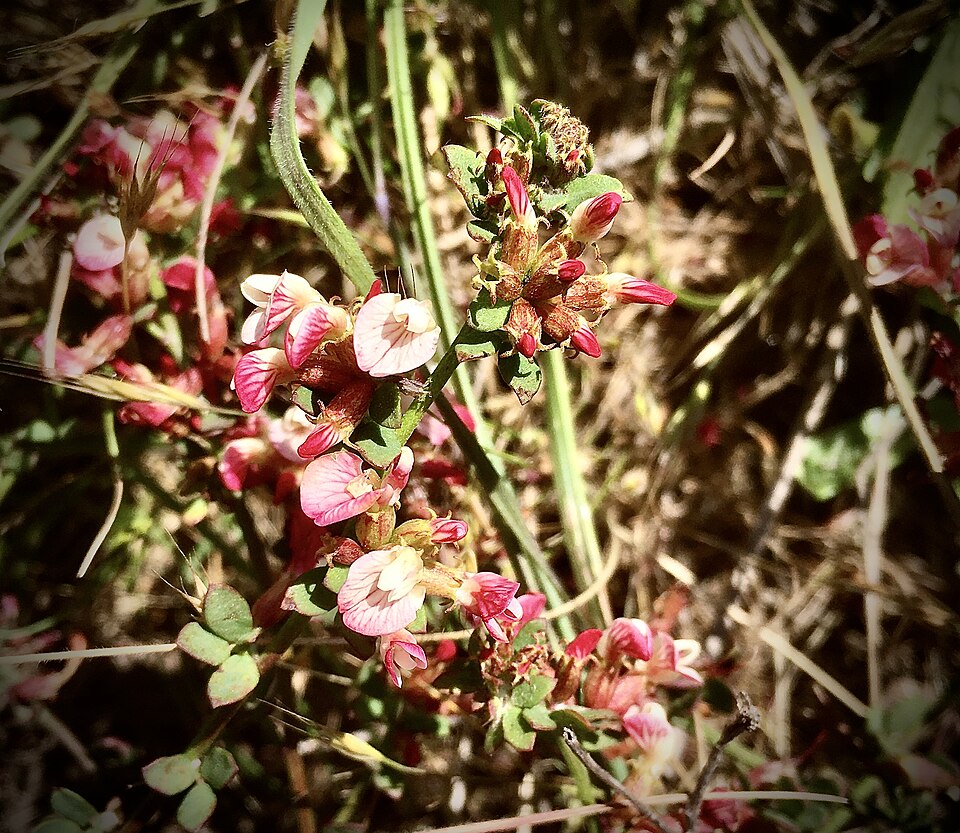 Acmispon (deervetch)