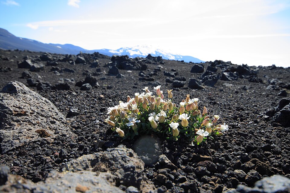 Silene uniflora (Sea Campion)