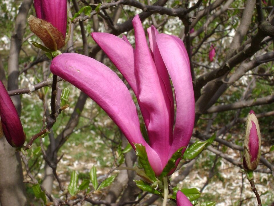 Magnolia × 'Susan' (Susan Magnolia Bush) (alternate view 3)