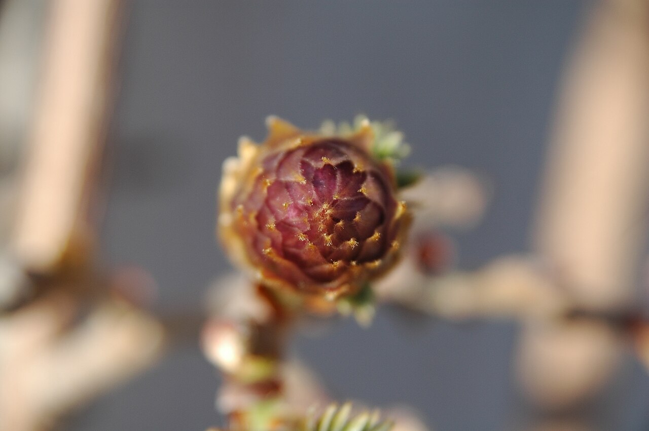 Wisteria brachybotrys, Silky wisteria — climbing deciduous (Fabaceae) (image 9 of 10)