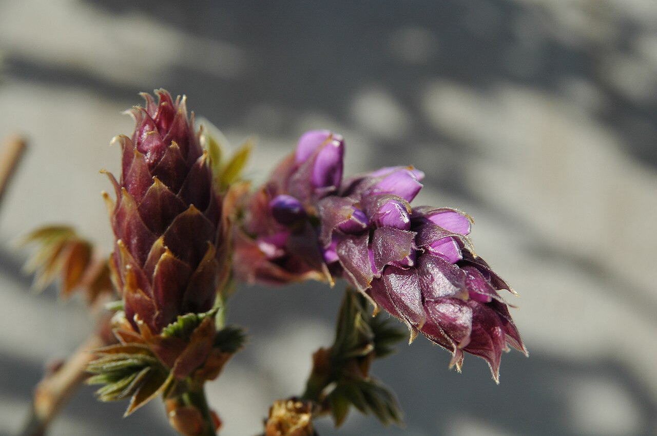 Wisteria brachybotrys, Silky wisteria — climbing deciduous (Fabaceae) (image 10 of 10)