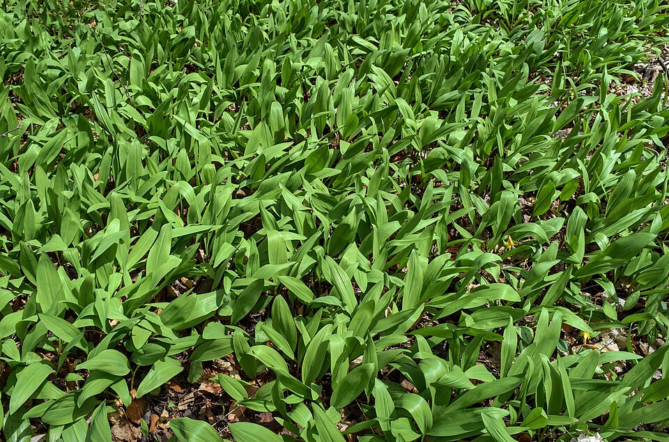 Allium tricoccum (wide leek) (alternate view 5)