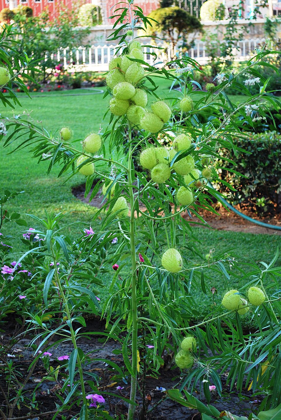 Gomphocarpus physocarpus (balloonplant) (alternate view 7)