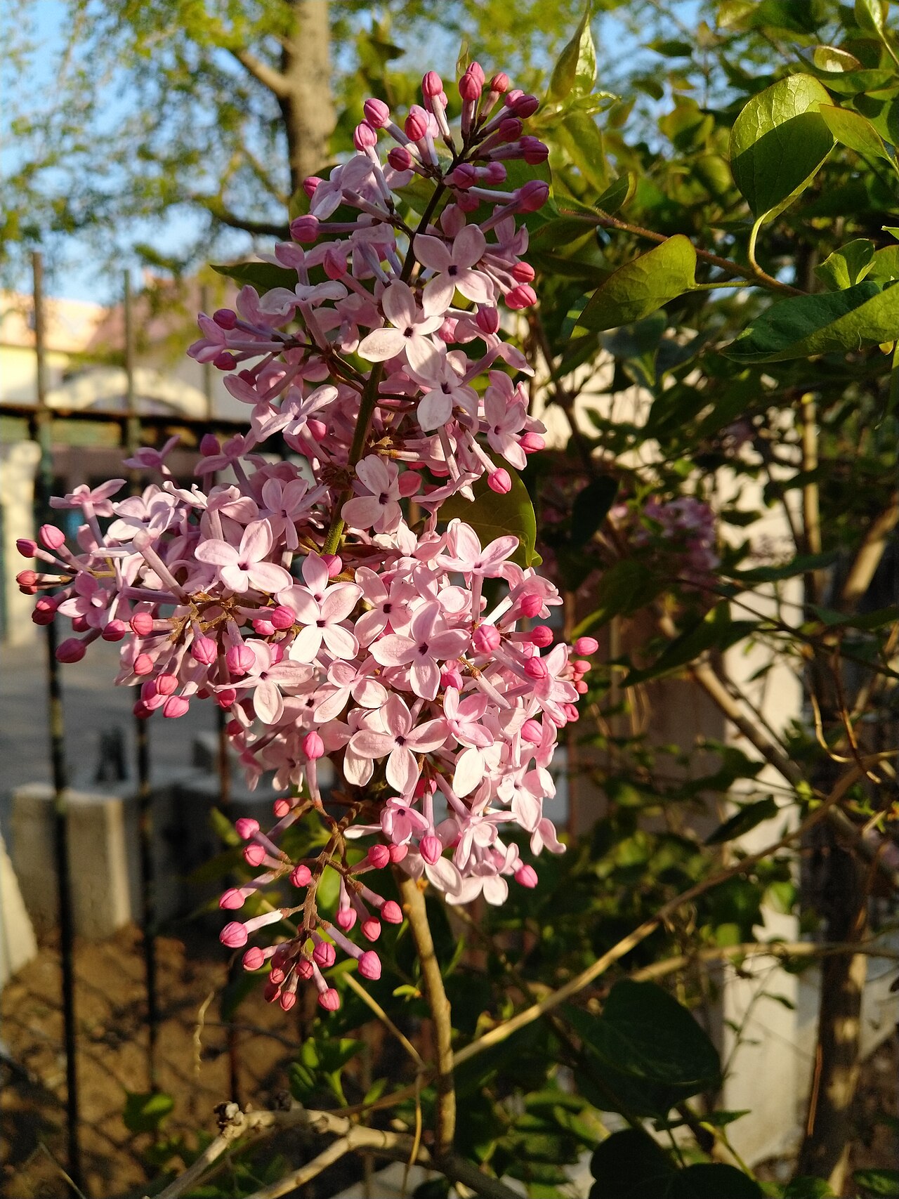Syringa oblata, Early lilac — upright deciduous (Oleaceae) (image 8 of 9)