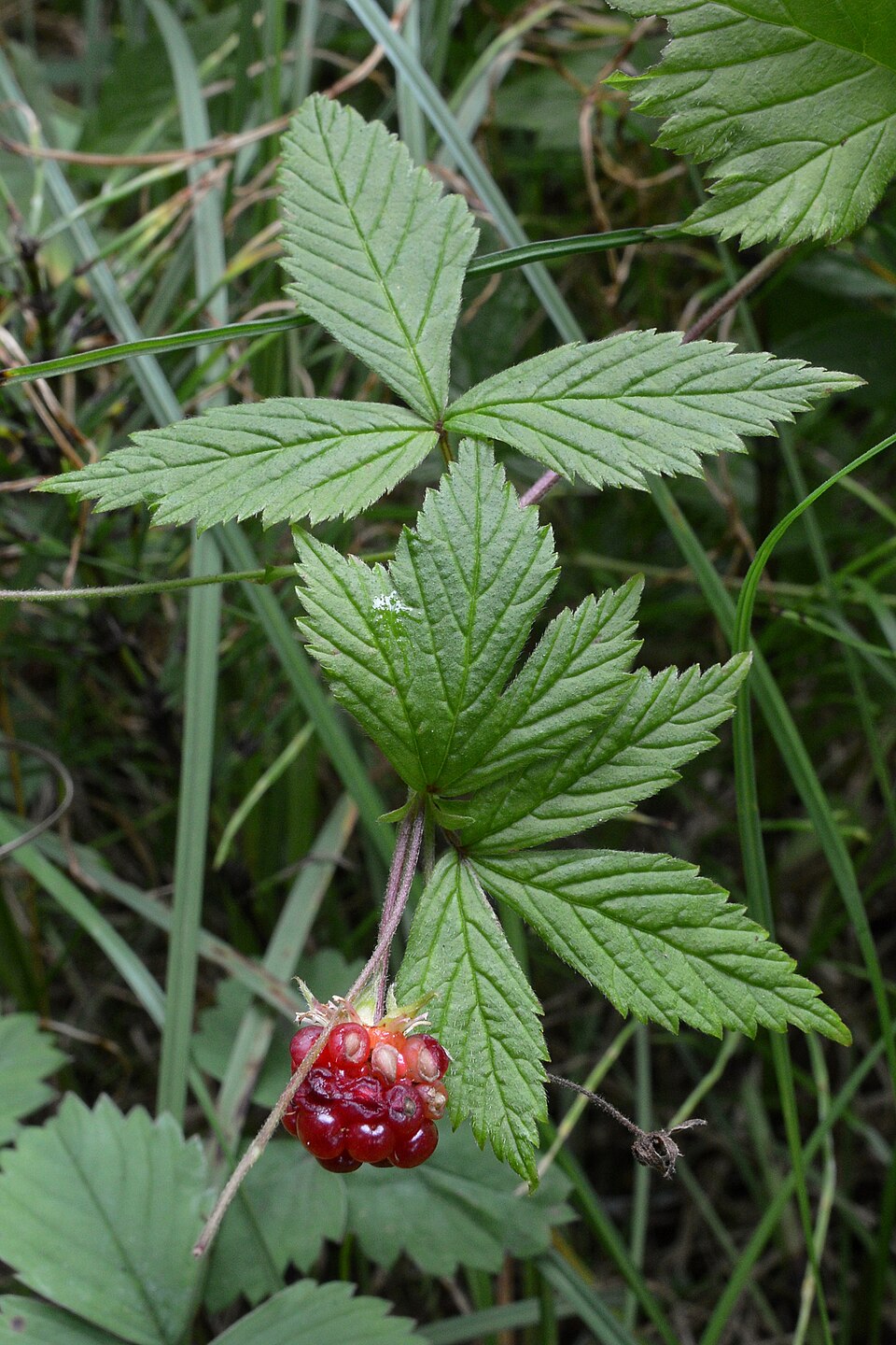 Rubus pubescens (dwarf raspberry) (alternate view 9)