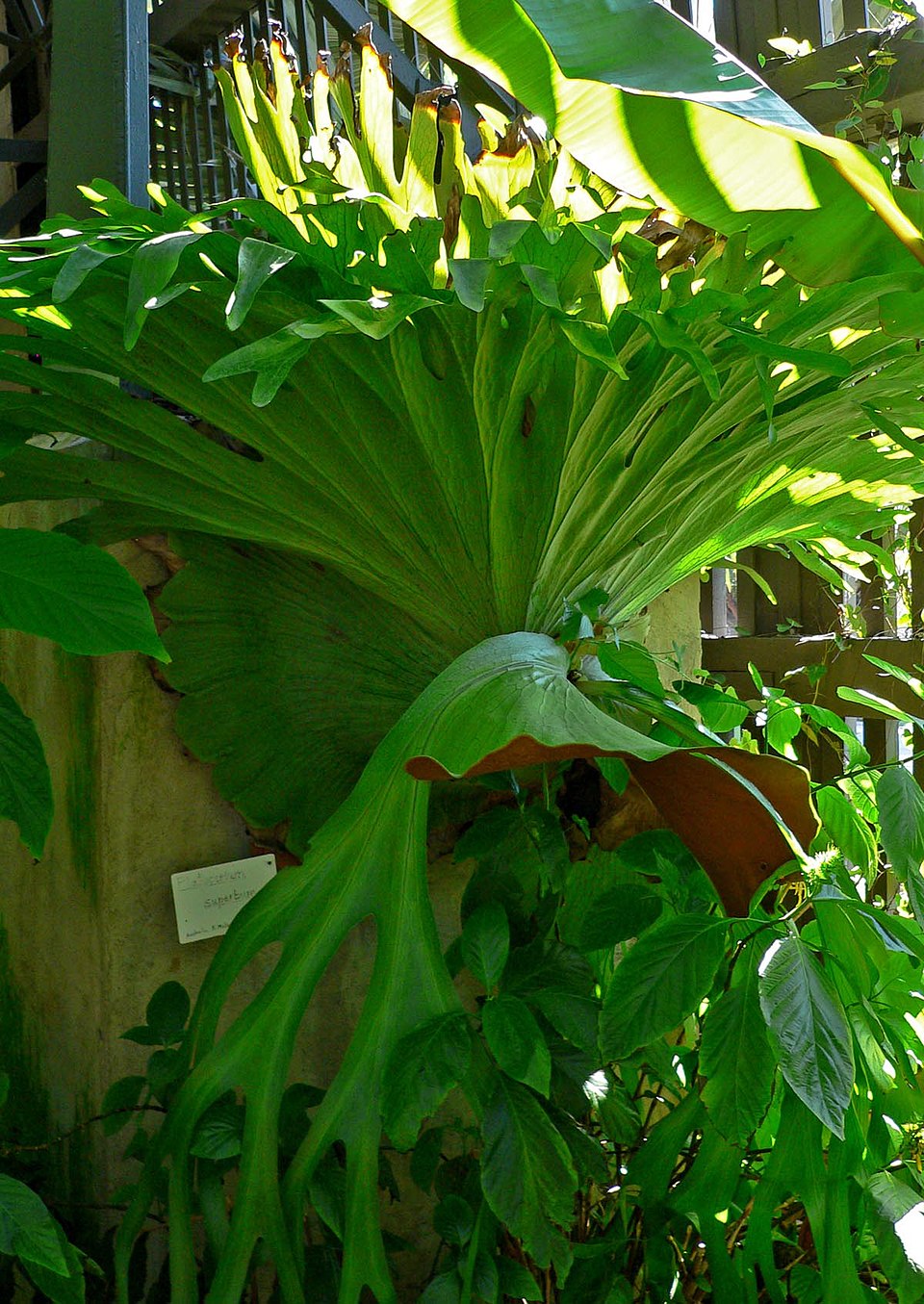 Platycerium superbum (Stag Horn Fern) (alternate view 6)