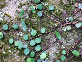 Pyrrosia rupestris (Rock Felt Fern) (alternate view 6)